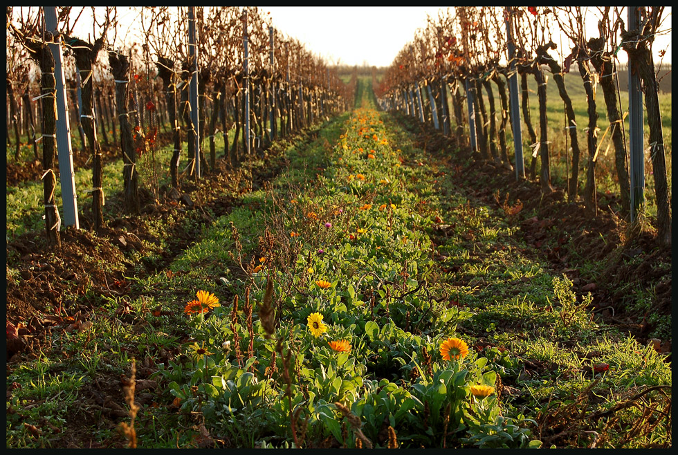 Blumen und Wein