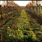 Blumen und Wein