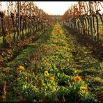 Blumen und Wein