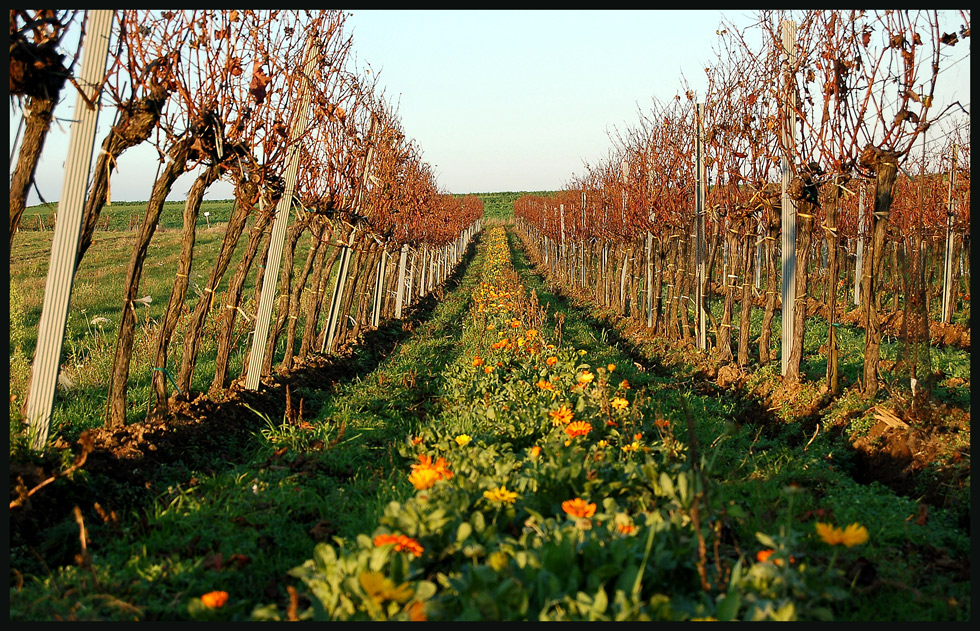 Blumen und Wein -II-