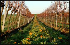 Blumen und Wein -II-