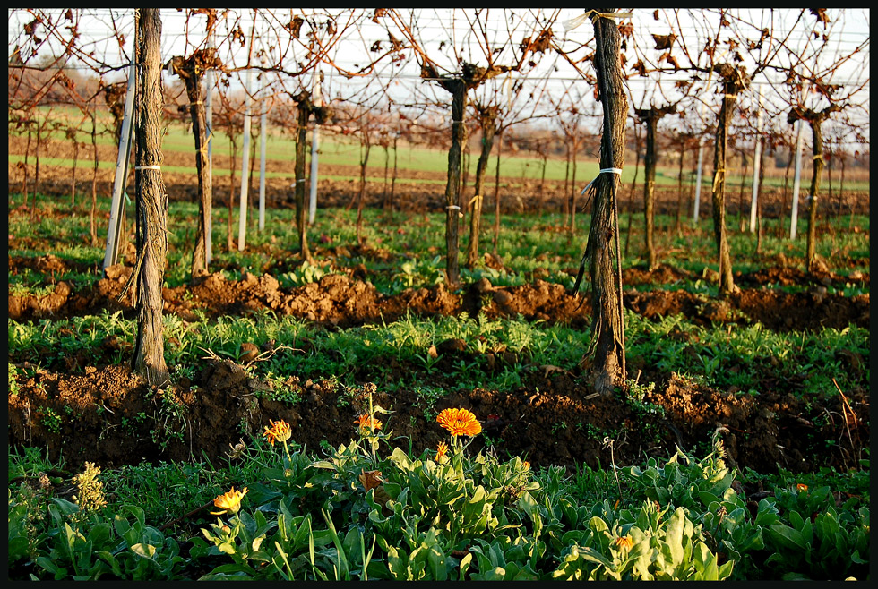 Blumen und Wein III Foto & Bild europe, Österreich, wien Bilder auf