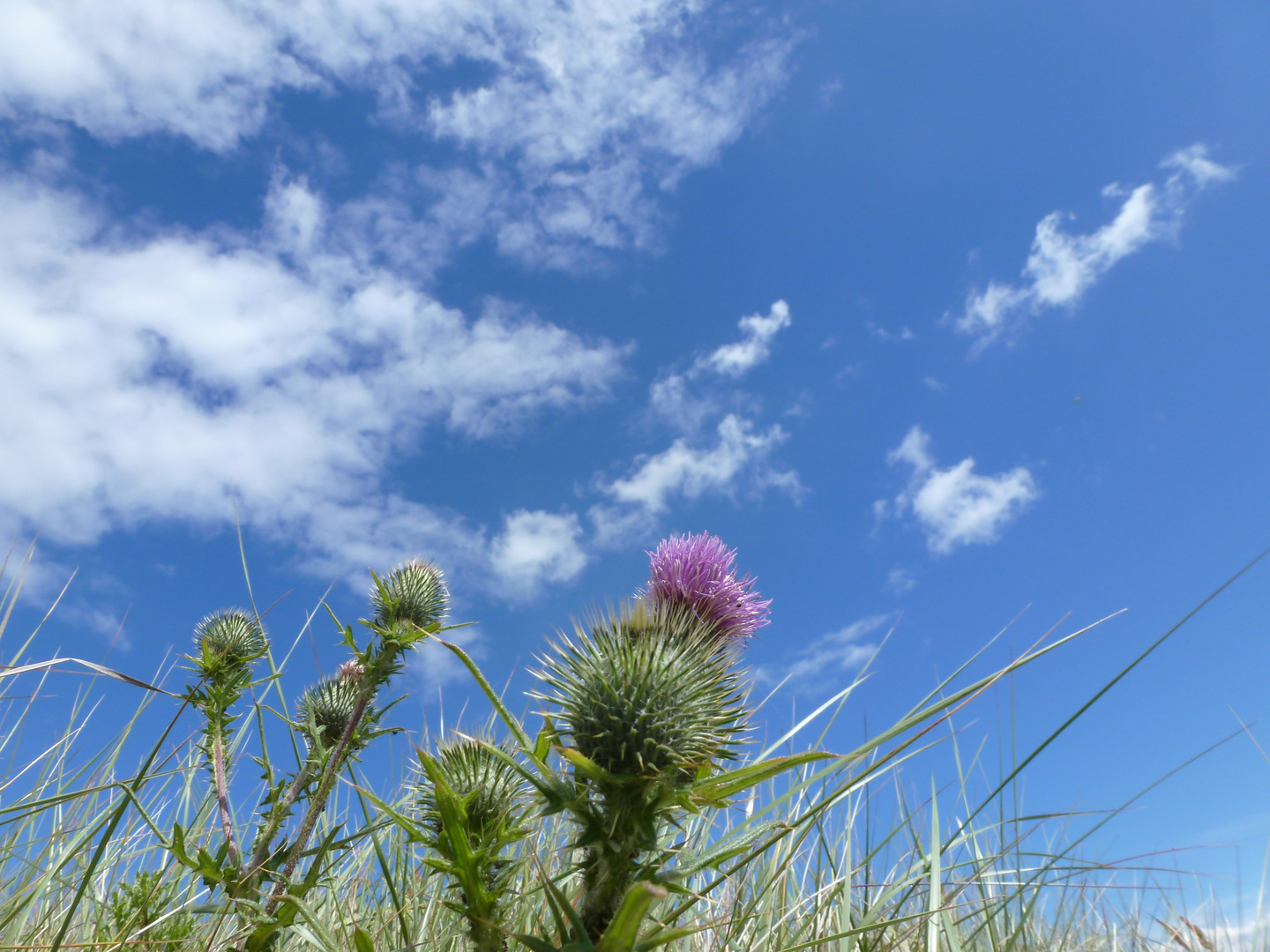 Blumen und Wolken im Einklang