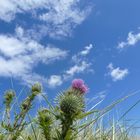 Blumen und Wolken im Einklang