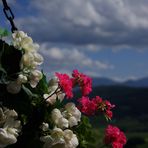 Blumen- und Wolkenzauber in Schardorf bei Trofaiach