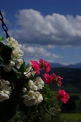 Blumen- und Wolkenzauber in Schardorf bei Trofaiach