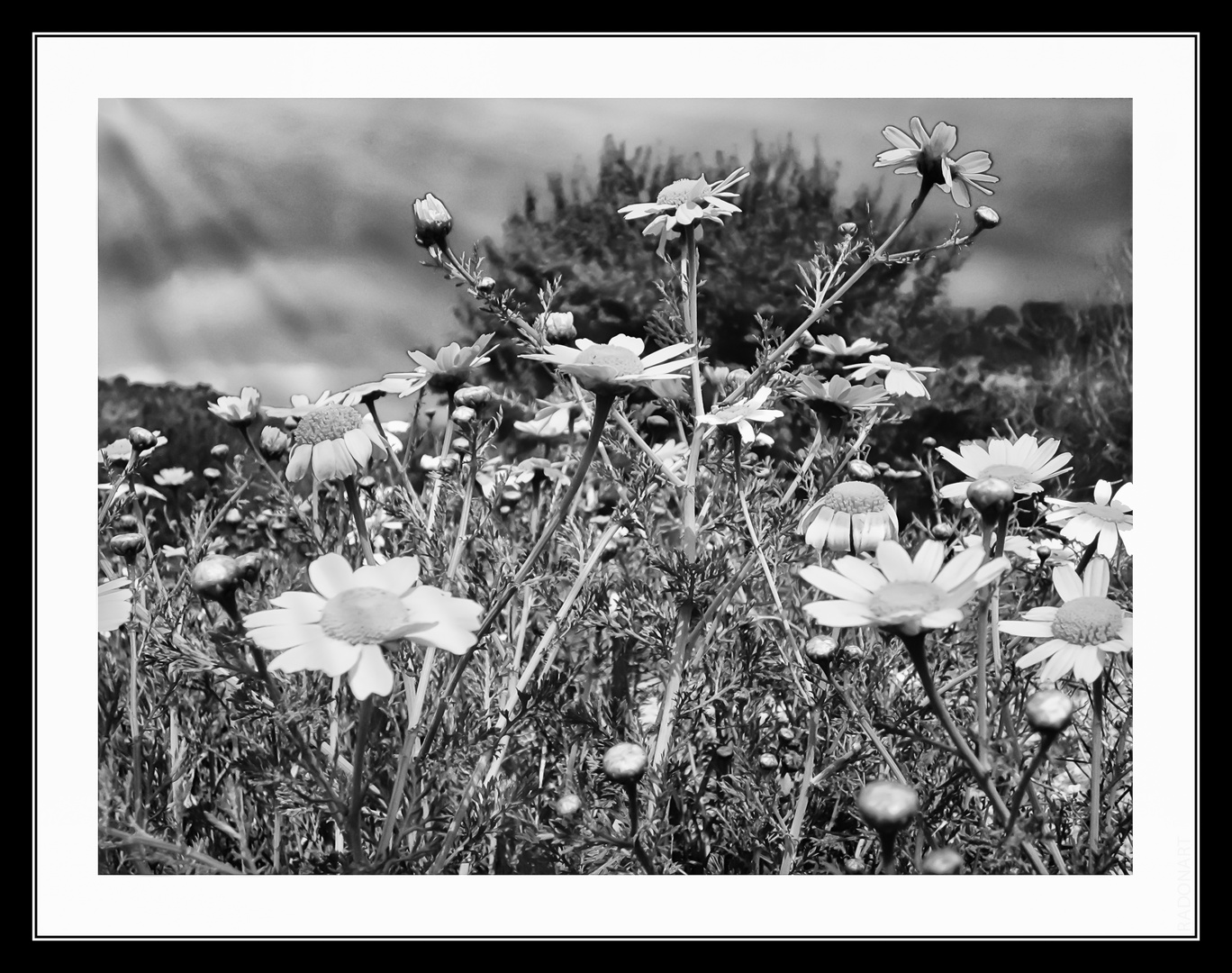 Blumen unter dunklen Wolken