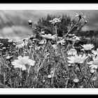 Blumen unter dunklen Wolken