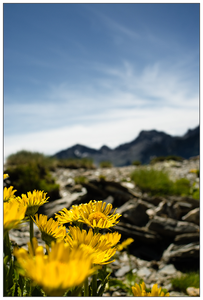 Blumen, Valle Meira, August 2011