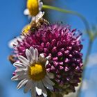 Blumen vereinen sich