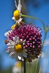 Blumen vereinen sich