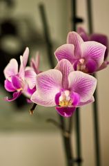 Blumen verschönern das Leben