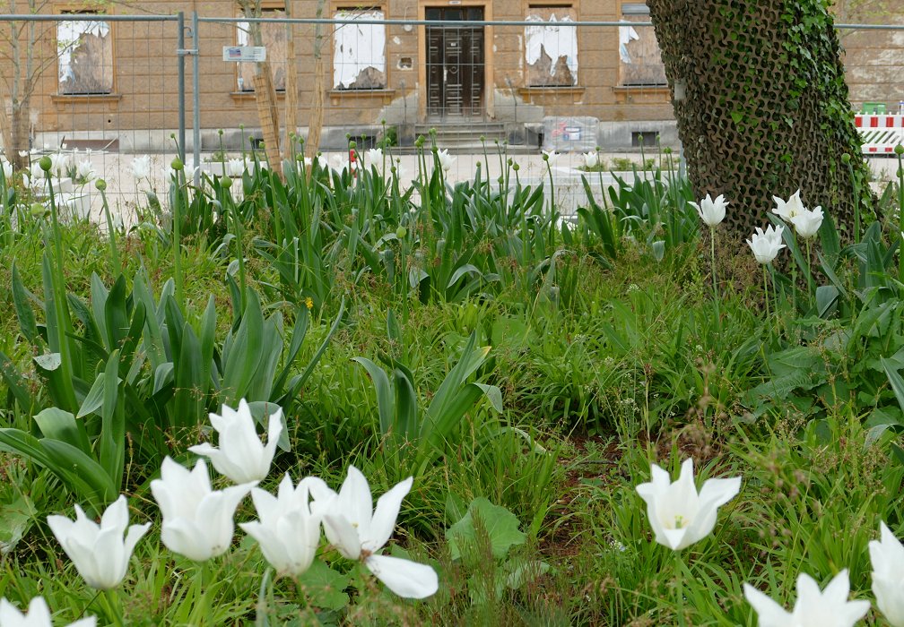 Blumen vertreiben Tristesse