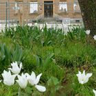 Blumen vertreiben Tristesse