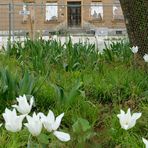 Blumen vertreiben Tristesse