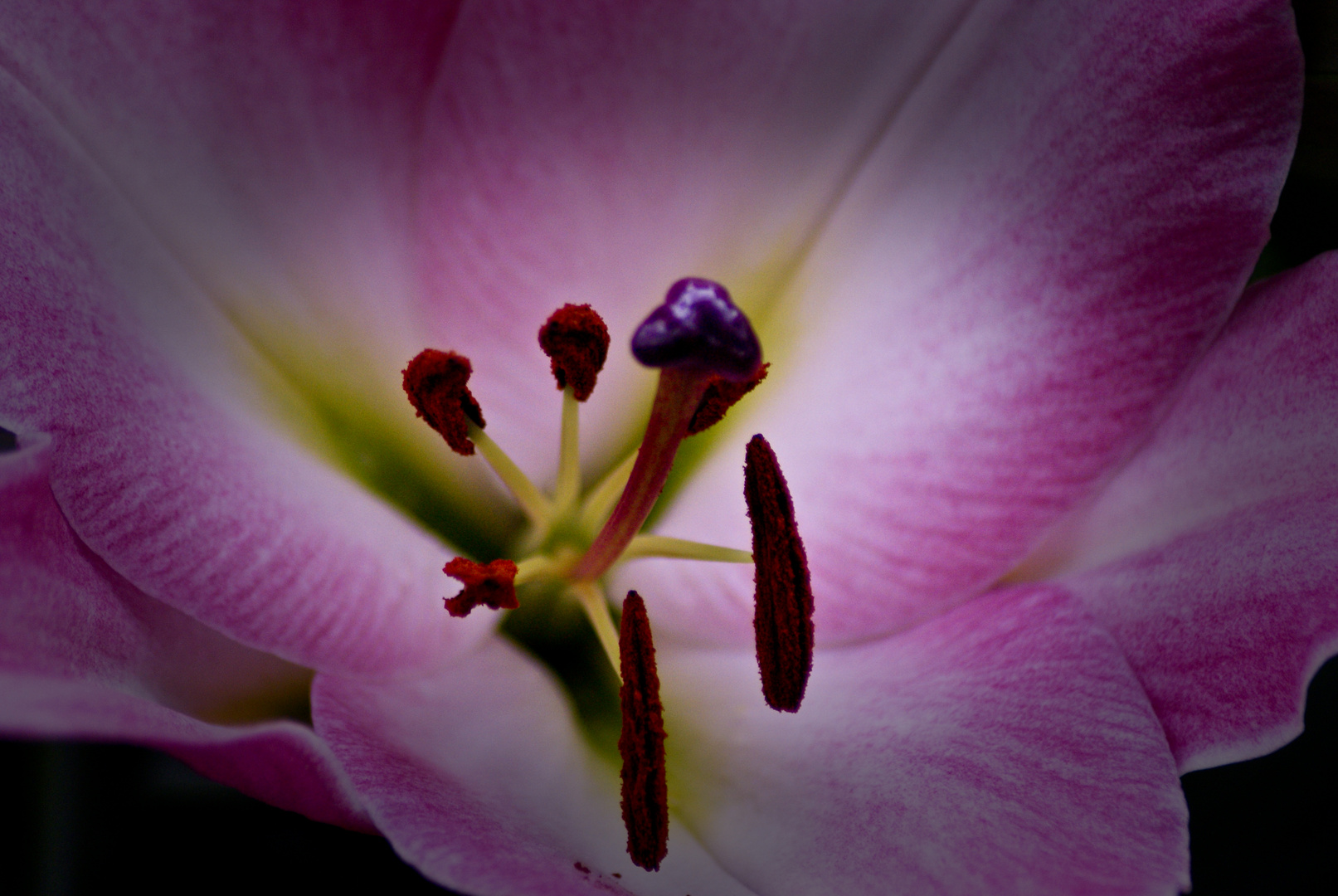 Blumen vignetted-Keukenhof Nederlands