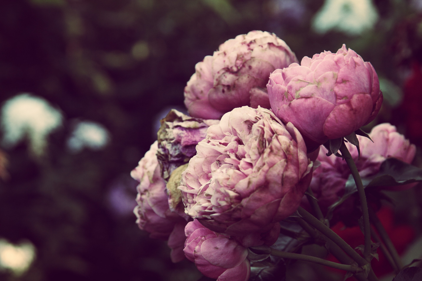 Blumen vom Garten des Exterhauses am Chiemsee