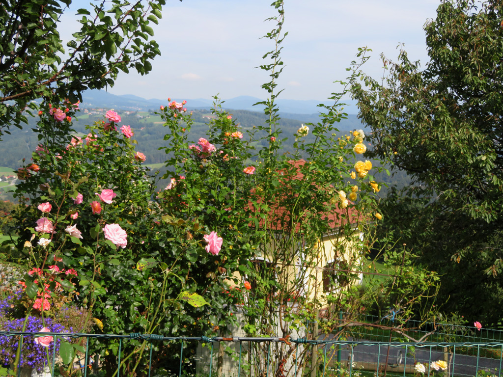  Blumen vom Lieneck vom September 