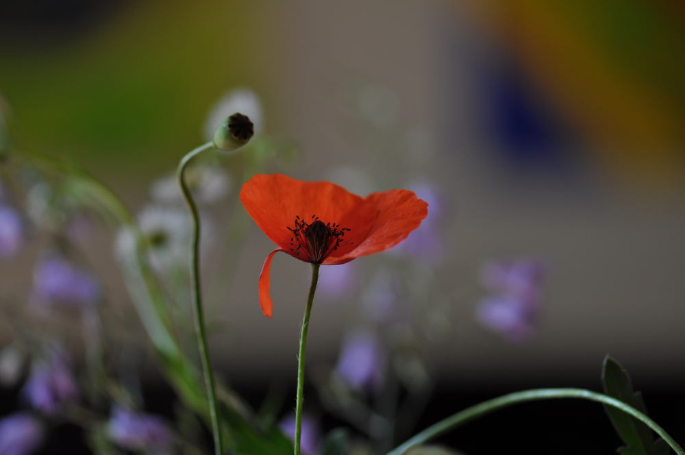 Blumen vom Straßenrand (1)