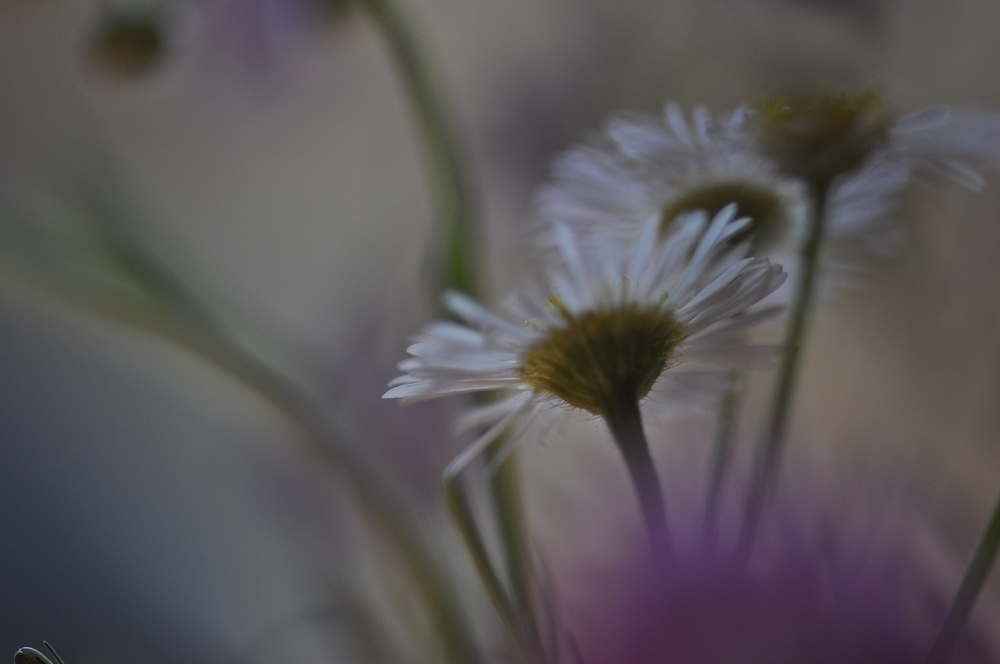 Blumen vom Straßenrand (4)