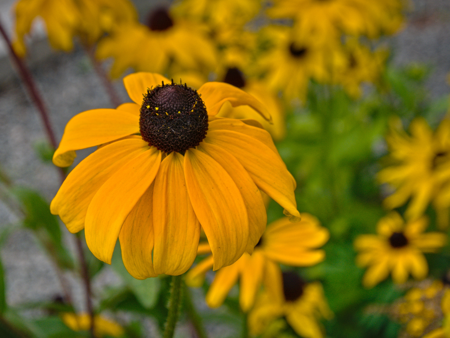 Blumen von der Gärtnerrei der RFK