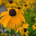 Blumen von der Gärtnerrei der RFK