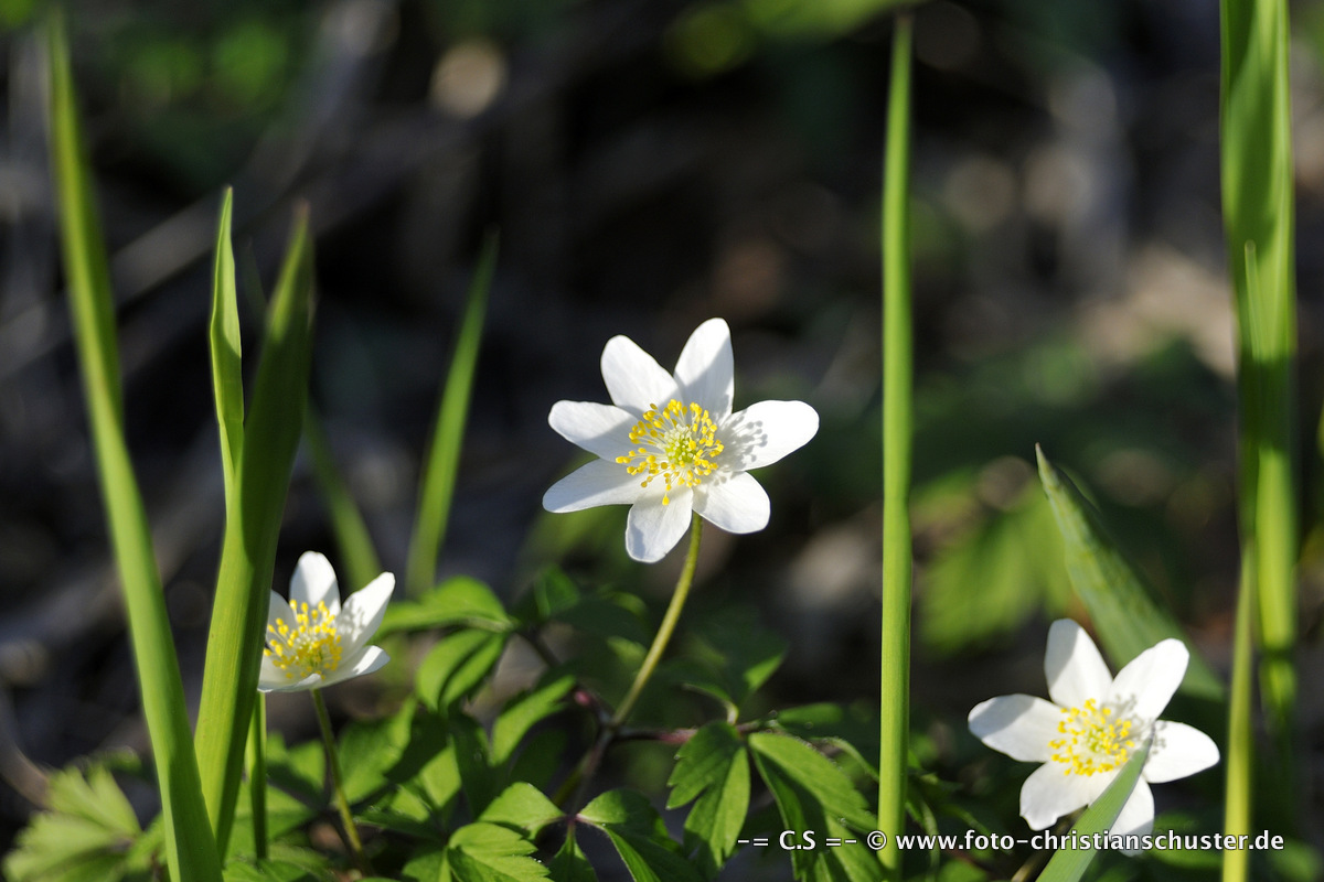 Blumen von der Sonne geküsst