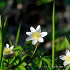 Blumen von der Sonne geküsst