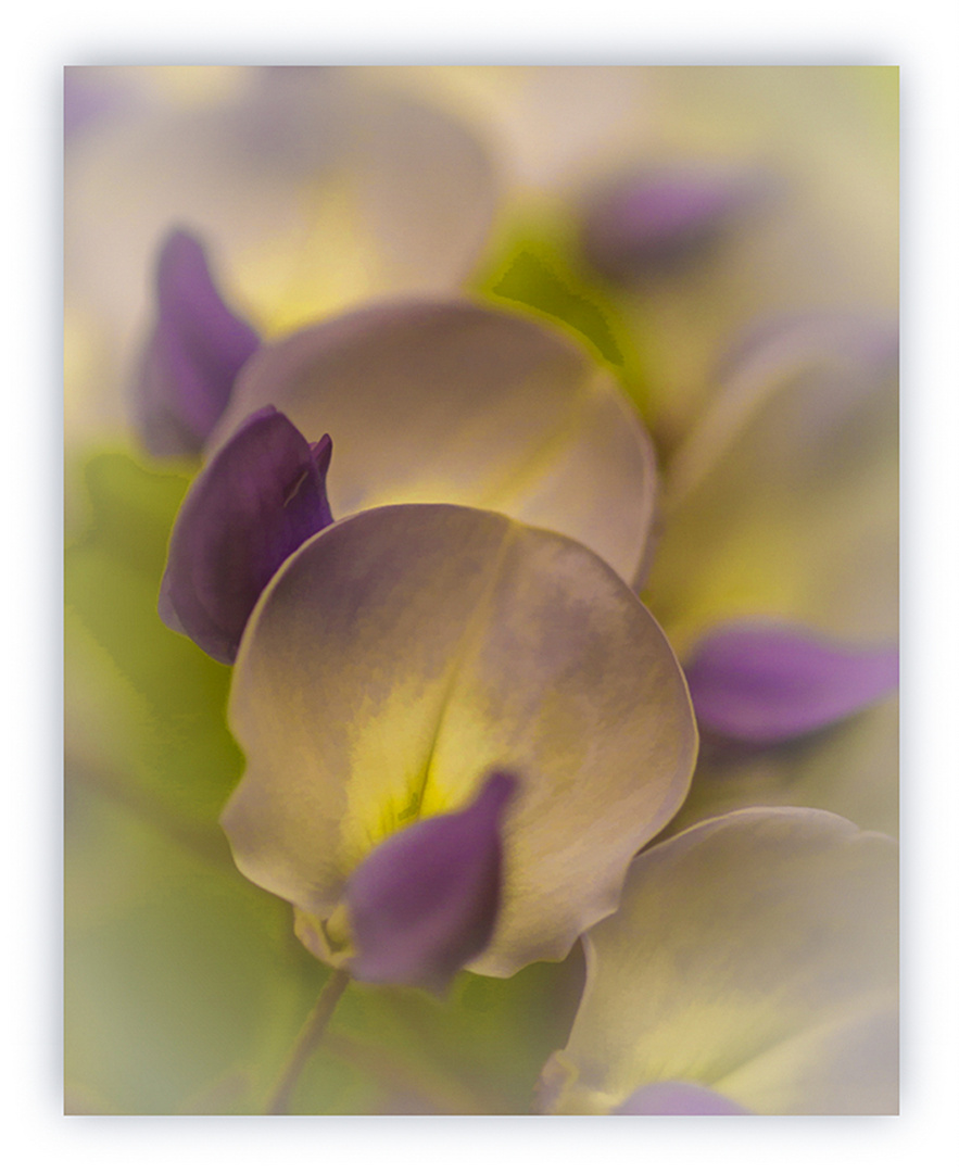 BLUMEN  VON EINEM STRAUSS 