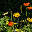 Blumen von Labrador     DSC_2402