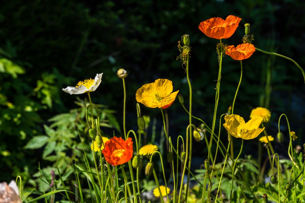 Blumen von Labrador     DSC_2402