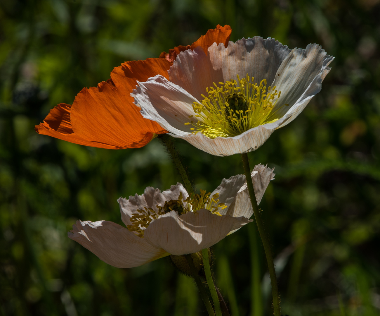 Blumen von Labrador     II       DSC_2415