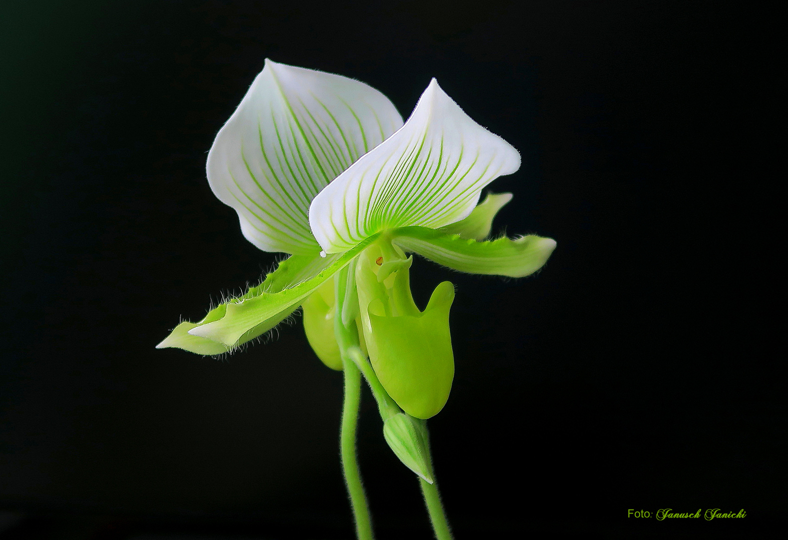 Blumen von meiner Fensterbank