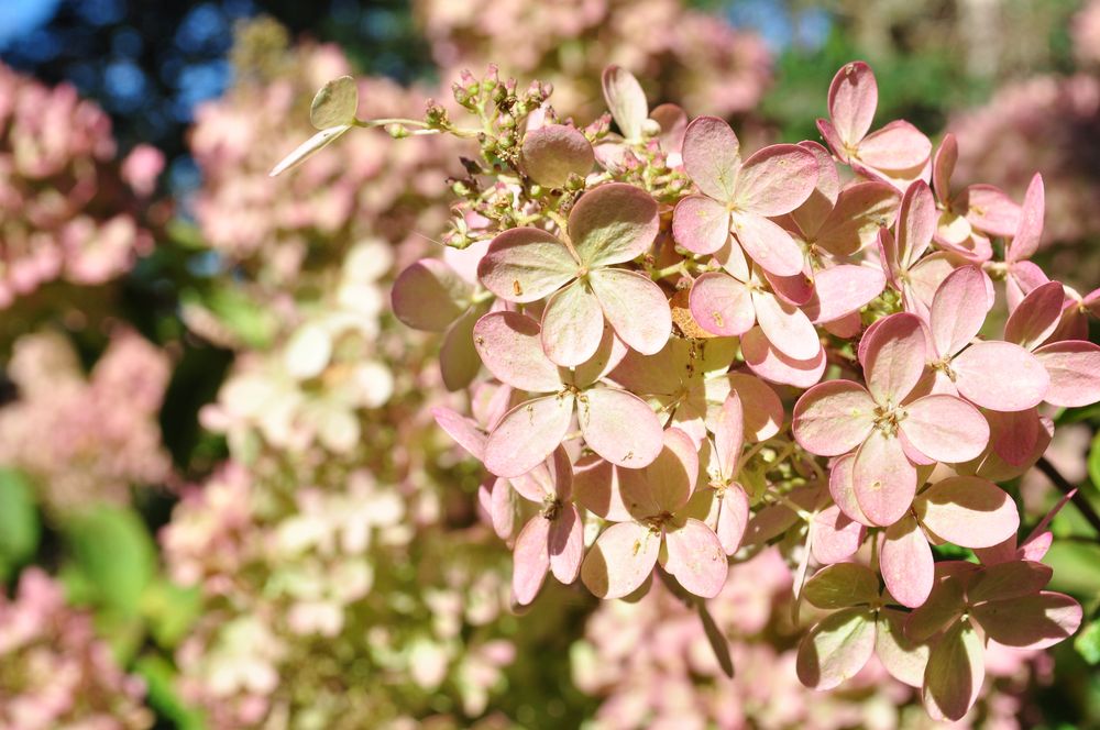 Blumen von nah und fern