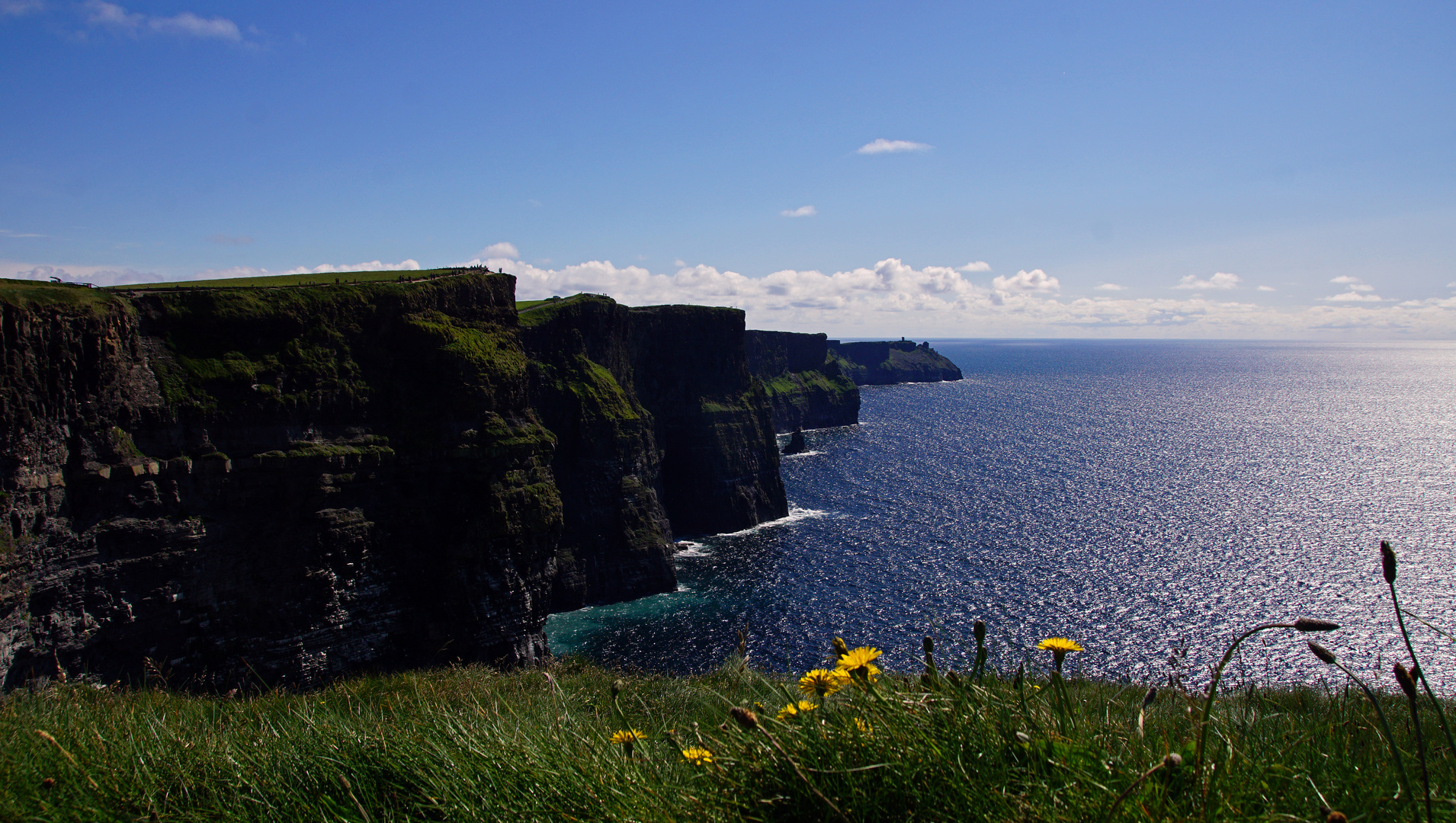 Blumen vor den Cliffs of Moher