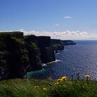 Blumen vor den Cliffs of Moher