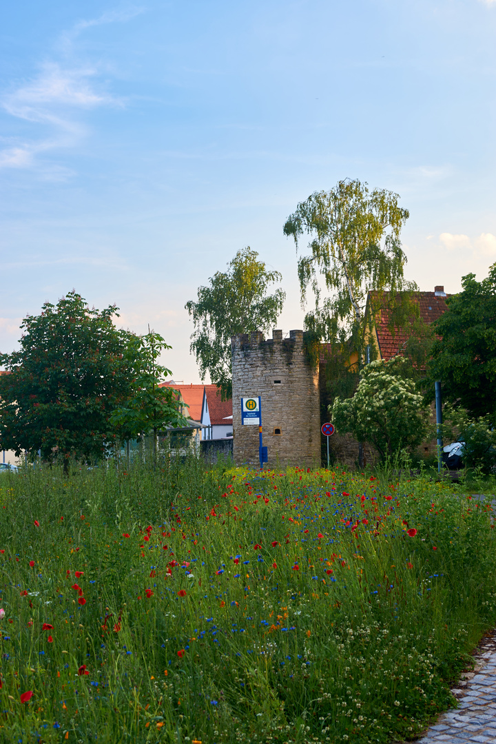 Blumen vor der Stadtmauer