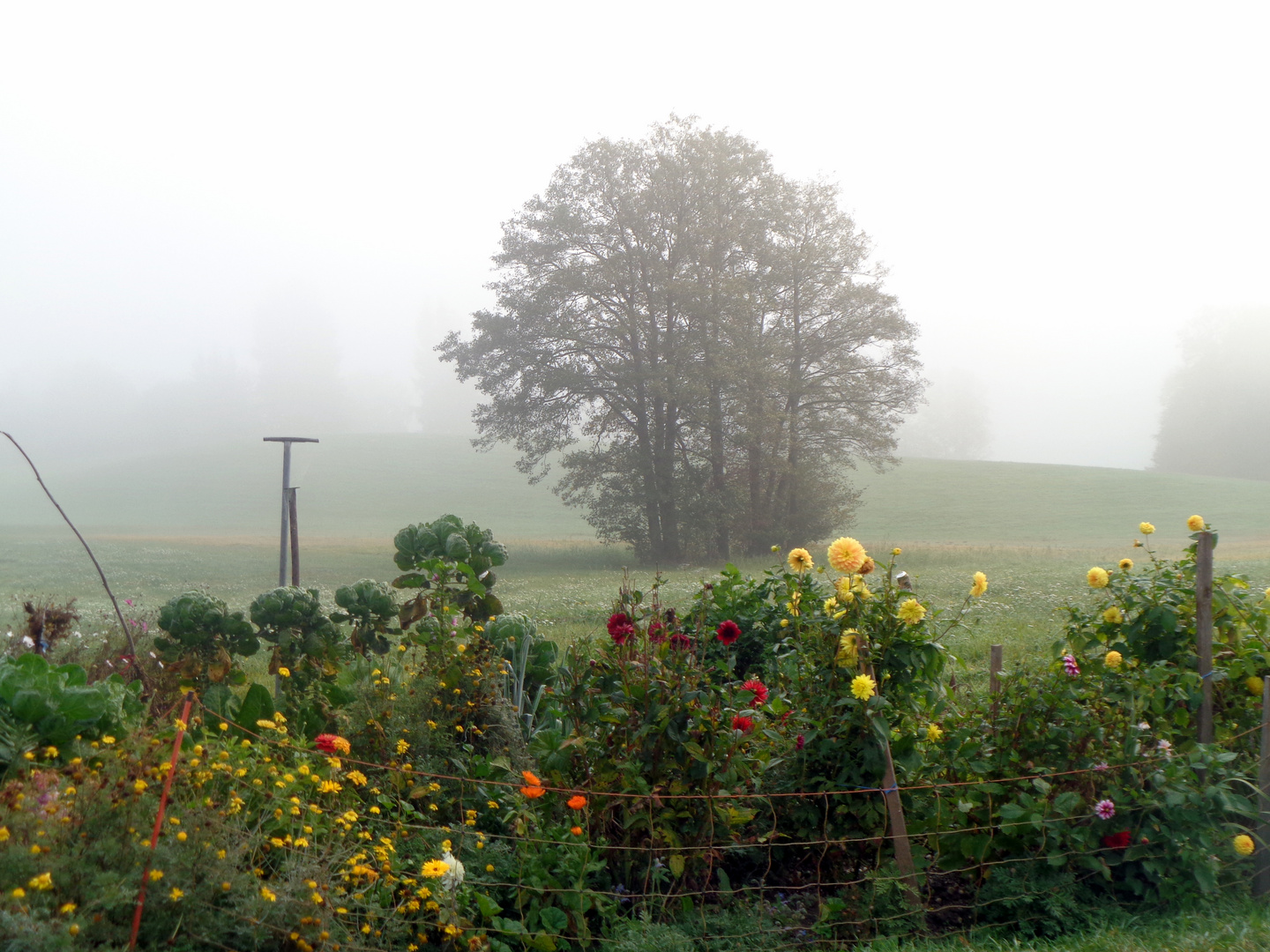 Blumen vor einer herbstlichen Landschaft