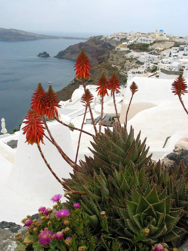 Blumen vor Oia