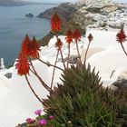 Blumen vor Oia