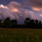 Blumen vor Sturmwolken