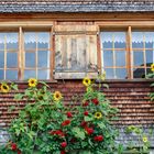 Blumen vorm Fenster