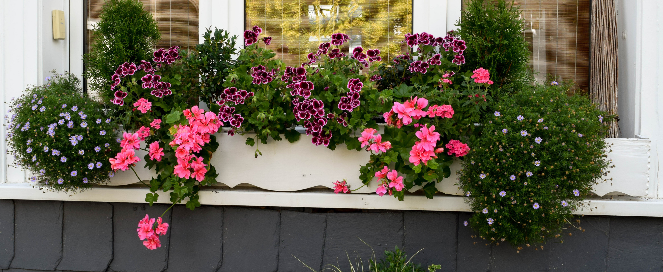 Blumen vorm Fenster