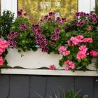 Blumen vorm Fenster