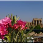 Blumen vorm Kom Ombo-Tempel..