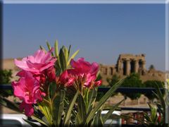 Blumen vorm Kom Ombo-Tempel..