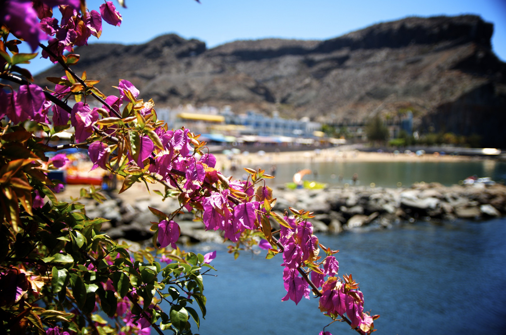 Blumen vs. Meer