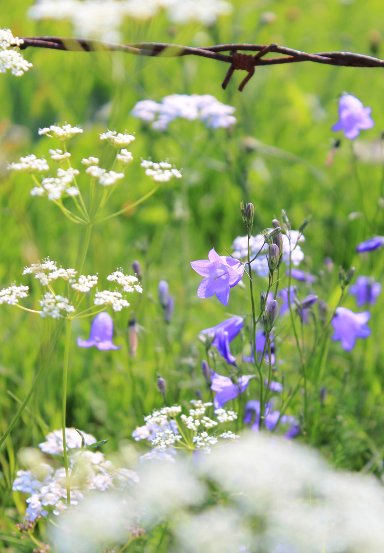 Blumen vs. Stacheldraht