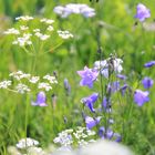 Blumen vs. Stacheldraht