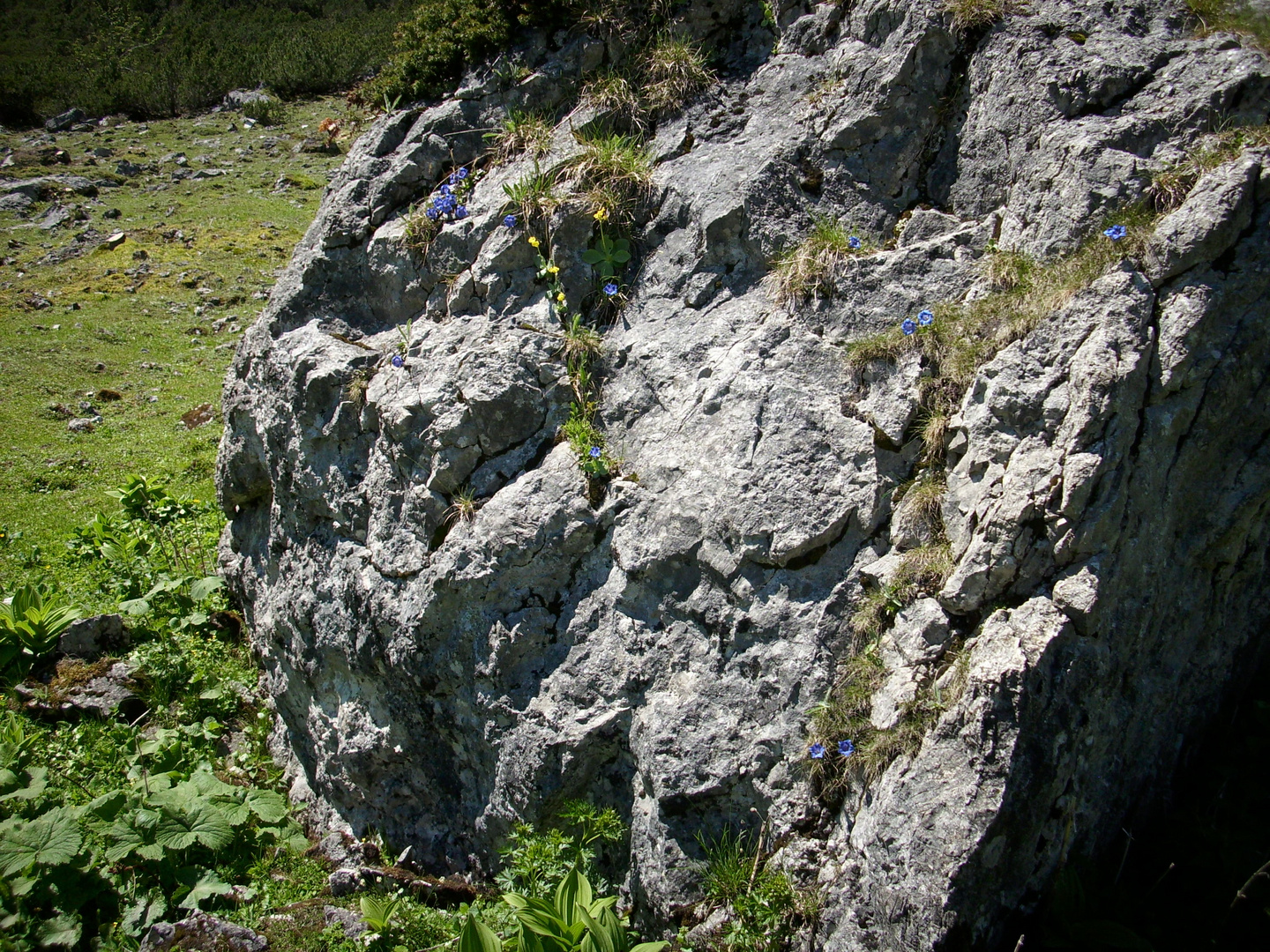 blumen wachsen aus dem felsen am breitenberg